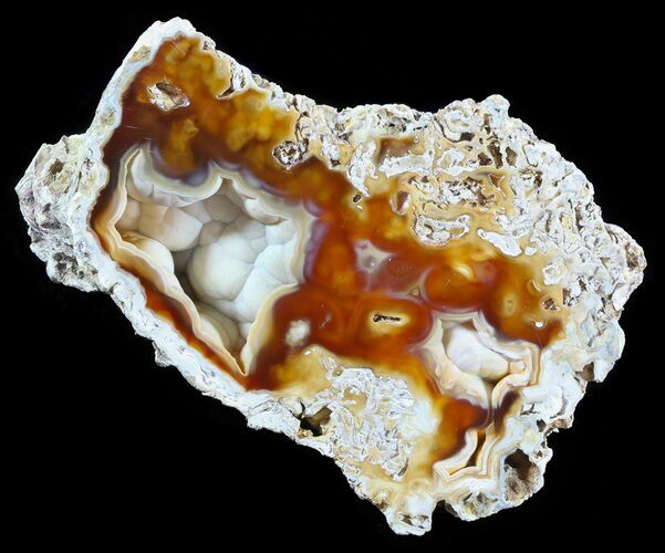 Agatized Fossil Coral Geode - Florida #51160
